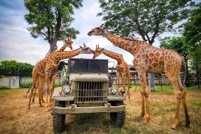 大城｜野生動物園門票+遇見長頸鹿拍照套餐